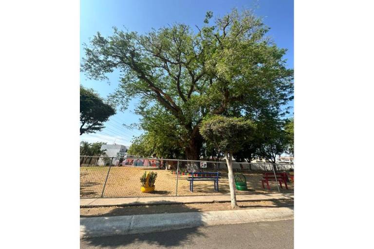 Lanza La Ola Verde el ‘Mes Verde’ de cuidado del medio ambiente en Culiacán