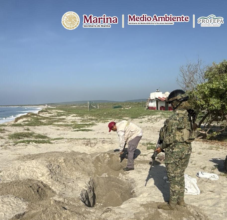 $!Recupera Profepa 9 mil 500 huevos de tortuga marina golfina y protege 82 huevos de tortuga laúd