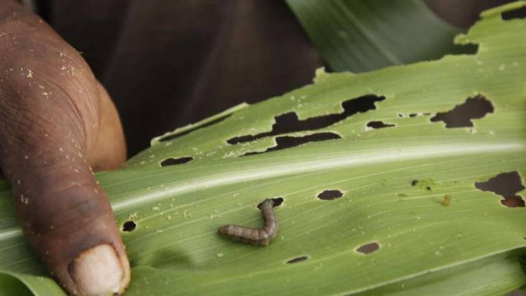Prepara Cesavesin liberación de insectos benéficos para combatir plagas en cultivos de maíz, frijol y trigo