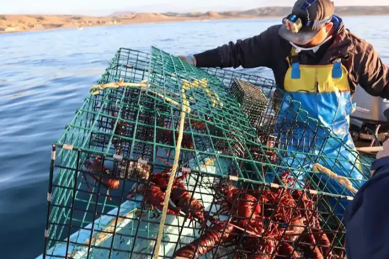 Langosteros de Mazatlán prevén buena temporada de la especie en la bahía