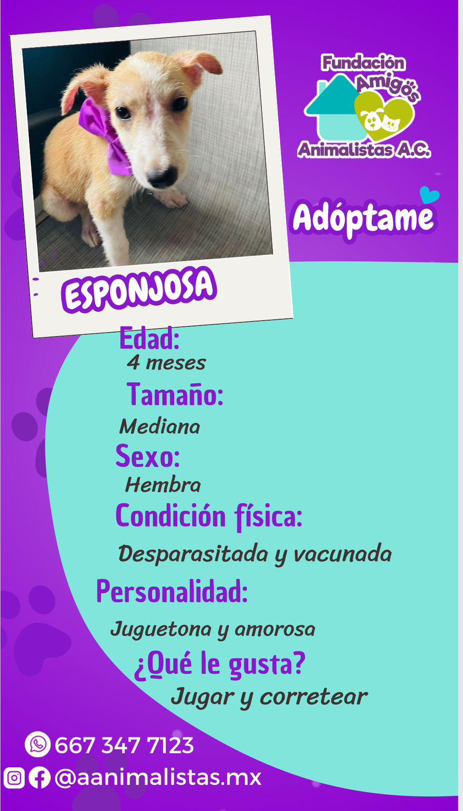 $!Así puedes rescatar a un perro o gato en situación de calle, según activista