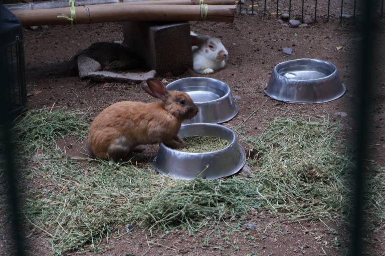 Disfrutan de zoológico mientras aprenden la importancia de cuidar a los animales