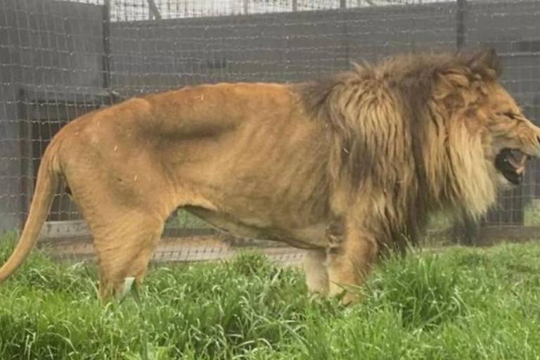 Profepa encuentra a 190 grandes felinos abandonados en la Fundación Black Jaguar-White Tiger, en el Ajusco