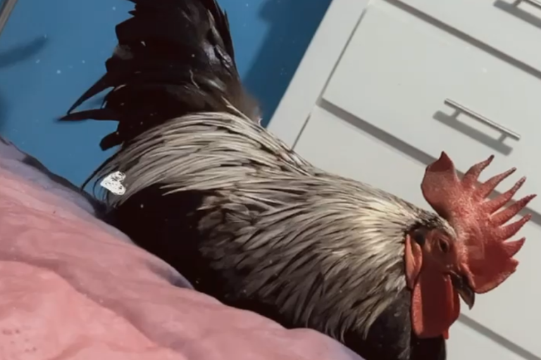 Buscan a ‘Macho’, el gallo que está perdido desde hace una semana en Escuinapa