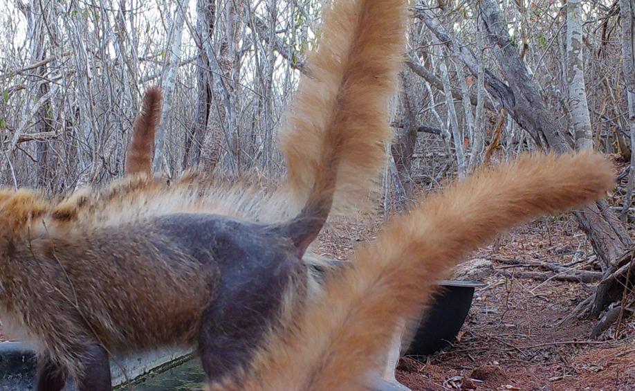 $!Coatí con sarna registrado en una cámara trampa.