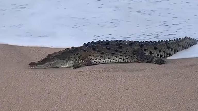Desde hace días apareció este cocodrilo en la playa de Cerritos, cerca de la desembocadura del estero del Yugo.