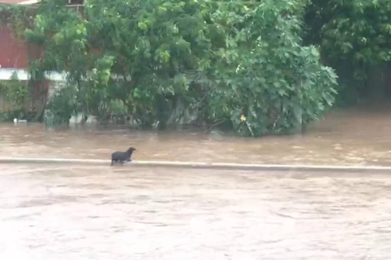 Corriente de arroyo en Mazatlán arrastra a perrito, pero lucha y logra salir vivo; su batalla queda grabada en un video