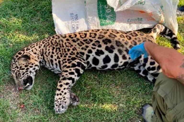 Atropellan a un ocelote en carretera de Quintana Roo; acusan a obras del Tren Maya; AMLO lo niega