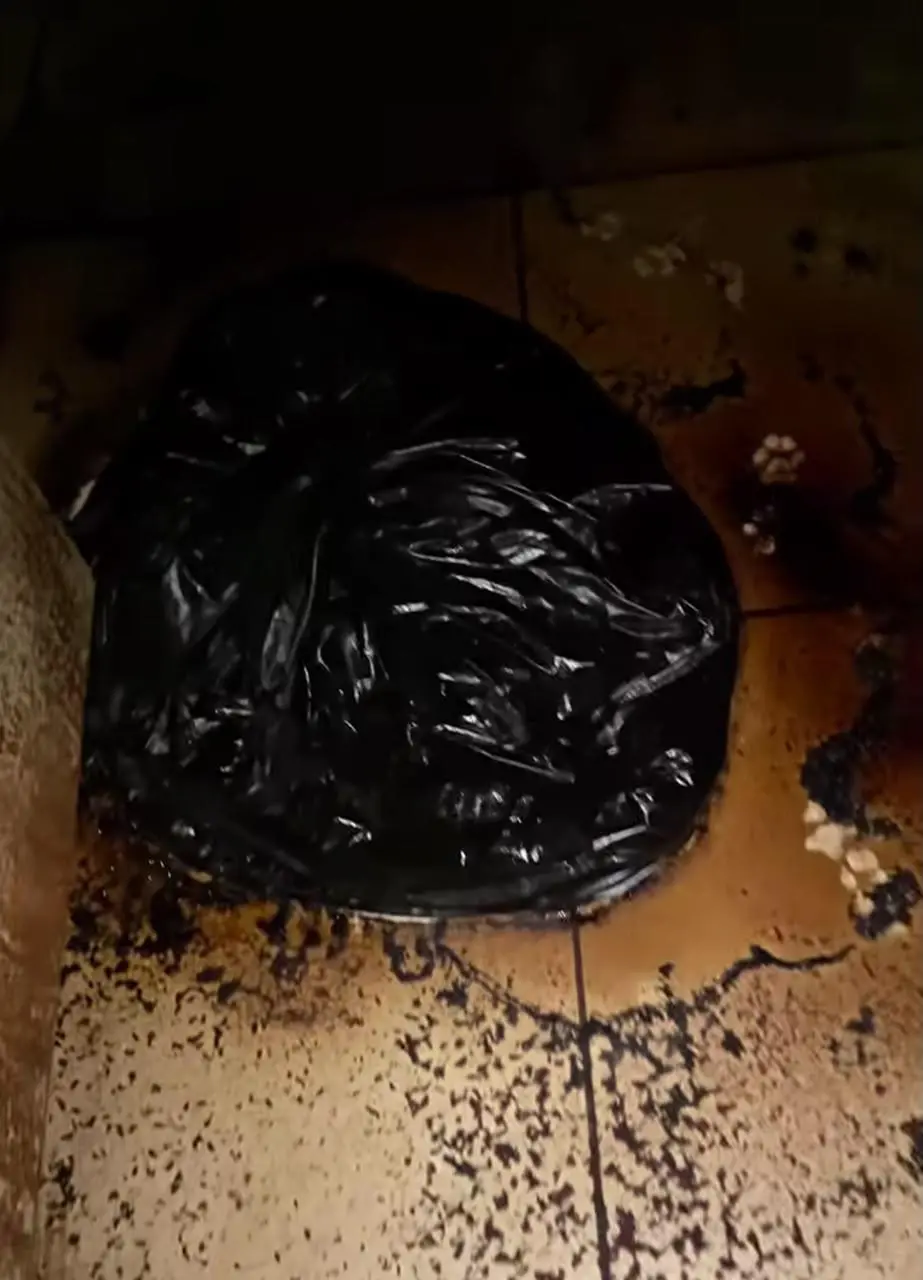 $!Rescatan a siete perros y encuentran restos de canes en bolsas negras en Culiacán