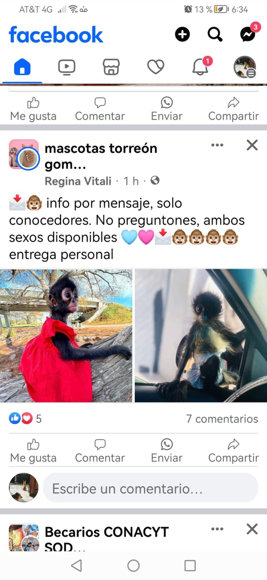 $!Ubican a red de tráfico de crías de monos araña que se extiende por casi todo el País