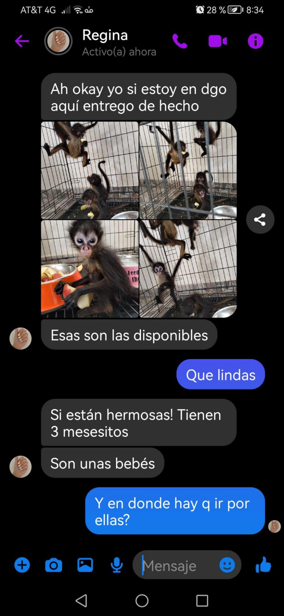 $!Ubican a red de tráfico de crías de monos araña que se extiende por casi todo el País