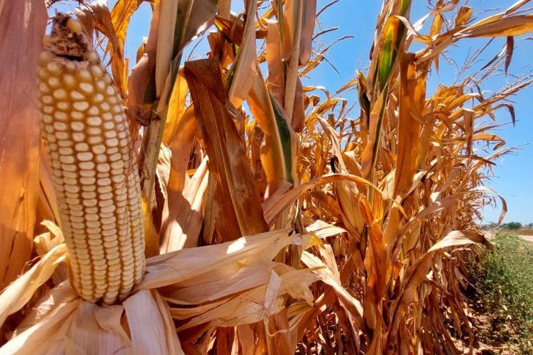 Impulso a la producción de maíz, no necesariamente impactará en la inflación