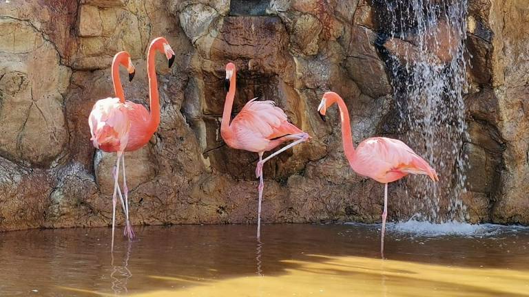 El Gran Acuario Mazatlán Mar de Cortés anunció nuevos proyectos de conservación y experiencias para sus visitantes a partir de 2026.