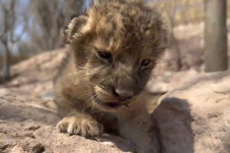 En medio de reubicación, nace cachorra de león en santuario Ostok Mazatlán