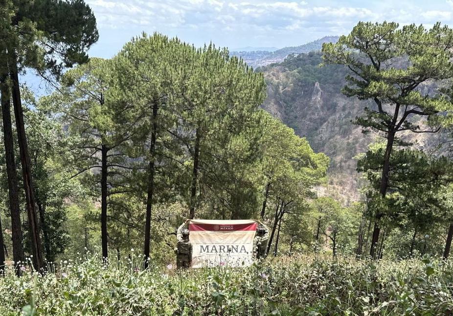 $!Destruye la Marina 186 plantíos de amapola y 24 de mariguana en Nayarit