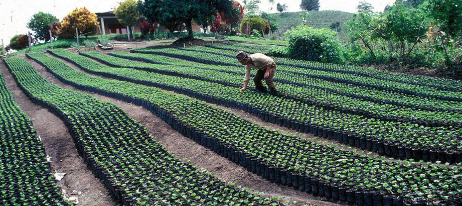 $!Plantación de Café.