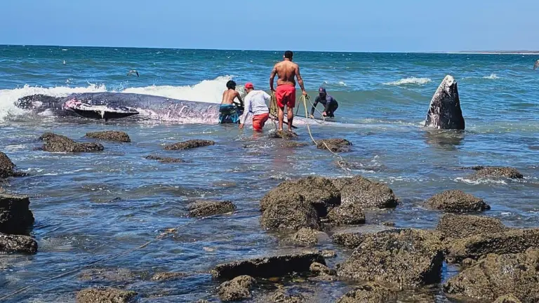 El cetáceo, de aproximadamente 10 metros de longitud, no presentaba signos vitales cuando fue hallado.
