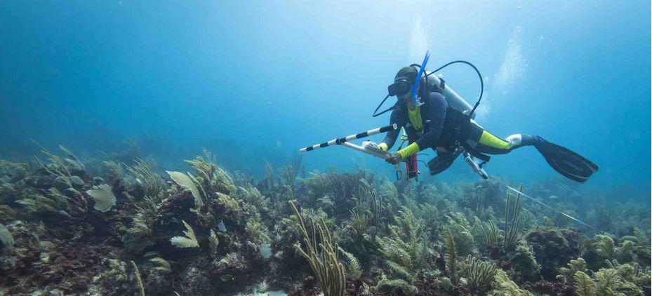 $!Un buzo monitorea el estado de los arrecifes en el caribe mexicano.