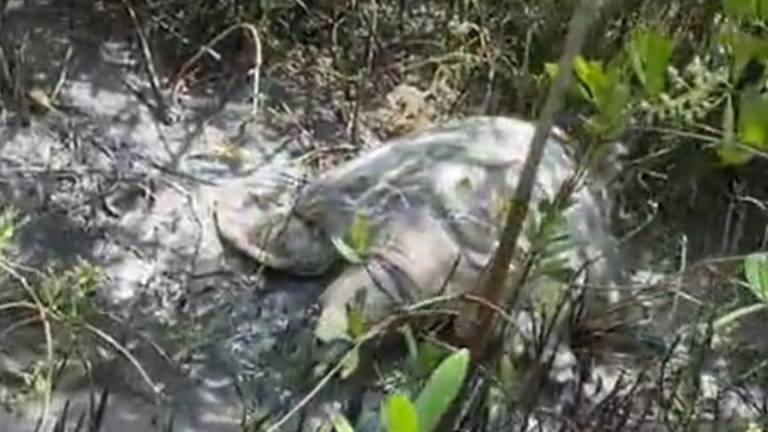 Ciudadanos denunciaron a través de redes sociales un cementerio de tortugas localizado en Altata, Navolato.