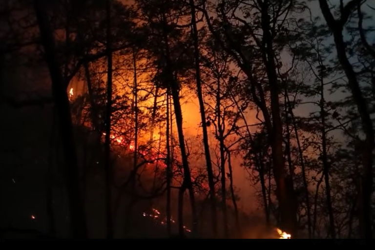 Confirma Sebides que incendio forestal en Surutato está controlado