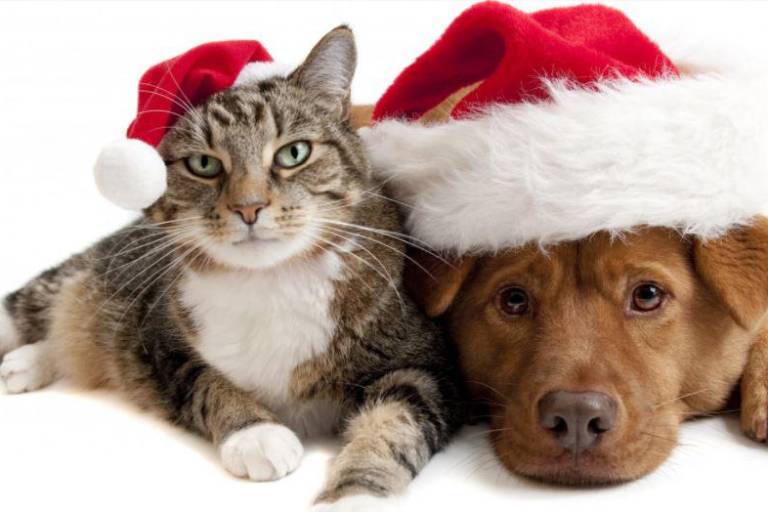 ¿Tienes mascota? Estas medidas pueden ayudarte a protegerla de la pirotecnia en las fiestas navideñas