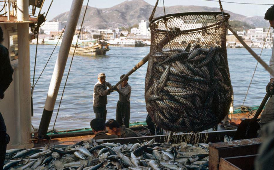 $!Pescadores descargando en un puerto.