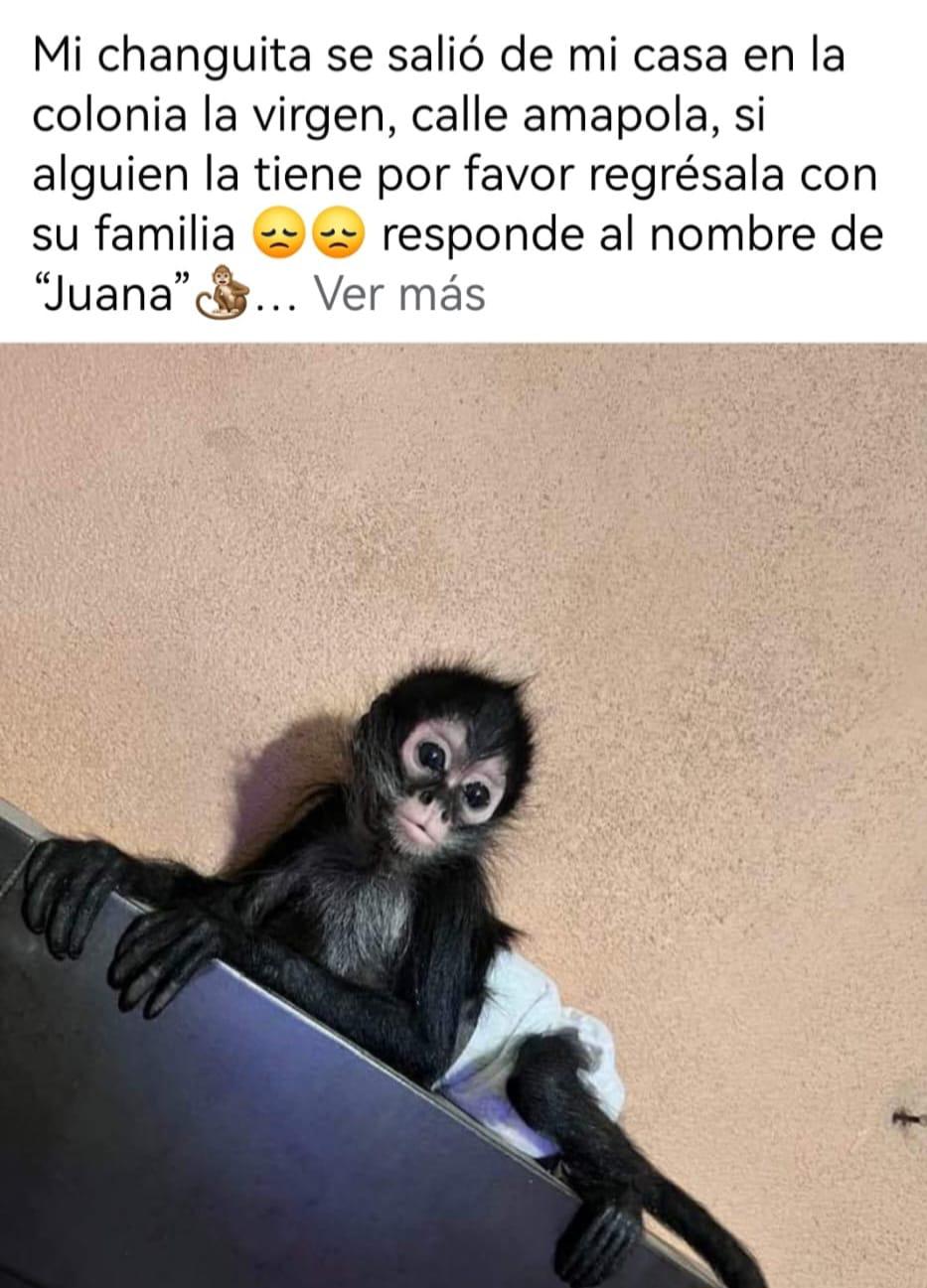 $!Ubican a red de tráfico de crías de monos araña que se extiende por casi todo el País