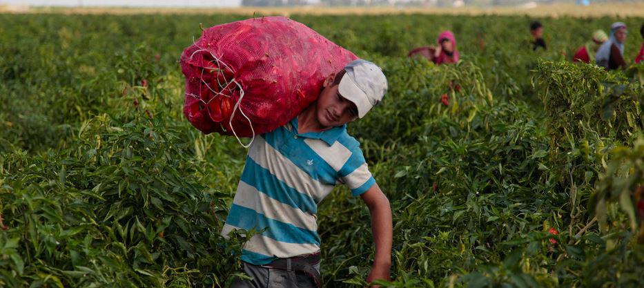 $!Un niño turco trabajando en el campo. El 70% del trabajo infantil ocurre en la agricultura.