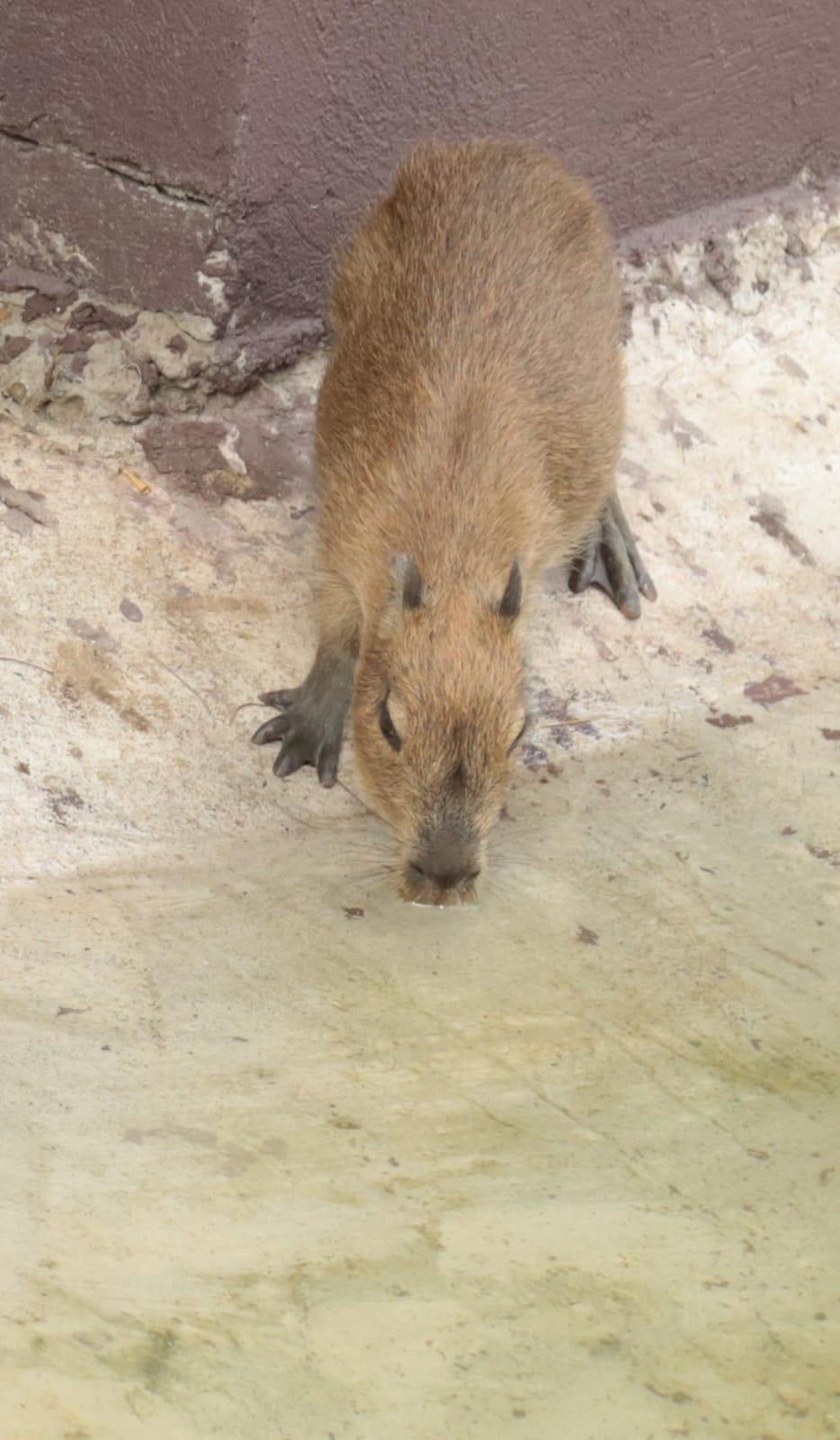 $!Presenta el Gran Acuario Mazatlán a sus nuevas inquilinas, cuatro capibaras