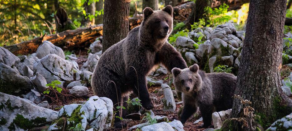 $!Un oso pardo y su cachorro en un bosque de Eslovenia.