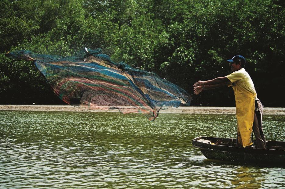 $!El Santuario Nacional Los Manglares de Tumbes alberga una población de cocodrilos y nutrias.