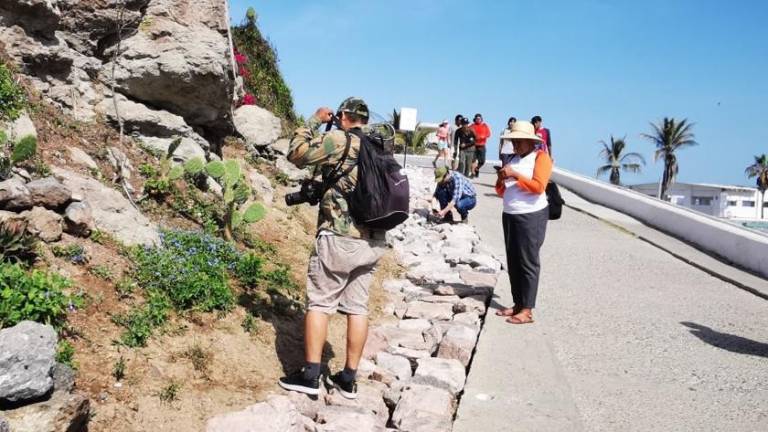 Fueron 654 participantes de Mazatlán que compartieron fotos y sonidos de la diversidad biológica del puerto.