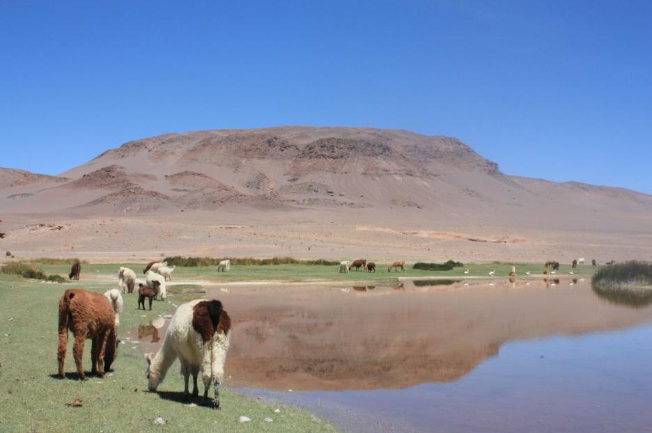 $!Lagunas altoandinas y puneñas de Catamarca es un sitio Ramsar afectado por la minería de litio.