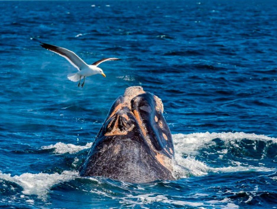 $!Los humedales de la Península Valdés, en Argentina, alberga más de 20 mil aves.
