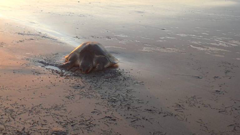 Especies marinas afectadas por la contaminación humana en los mares.