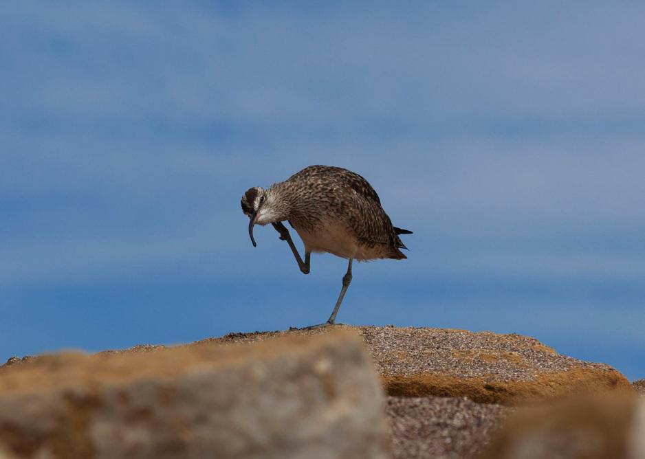 $!La observación de aves es una de las actividades turísticas en la Reserva Nacional de Paracas, uno de los 14 sitios Ramsar de Perú.