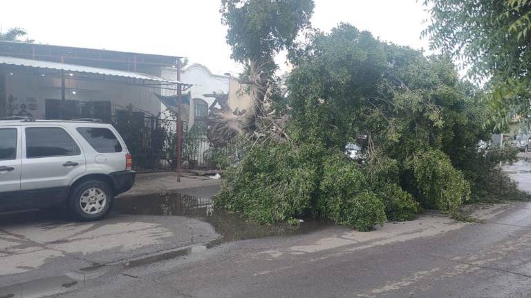 Durante las lluvias y vientos de la madrugada de este jueves en Culiacán 16 árboles fueron derribados.