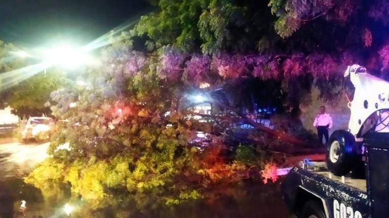 En diferentes puntos de Culiacán se registró la caída de árboles debido a la lluvia que se presentó la noche del lunes.