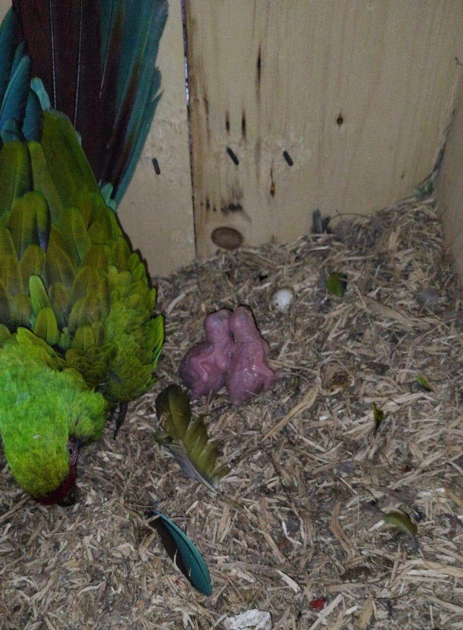 $!Nacen dos ejemplares de guacamaya verde en el Gran Acuario Mazatlán
