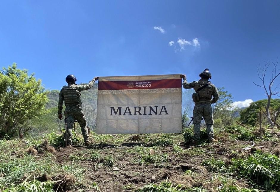 $!Destruye la Marina 186 plantíos de amapola y 24 de mariguana en Nayarit