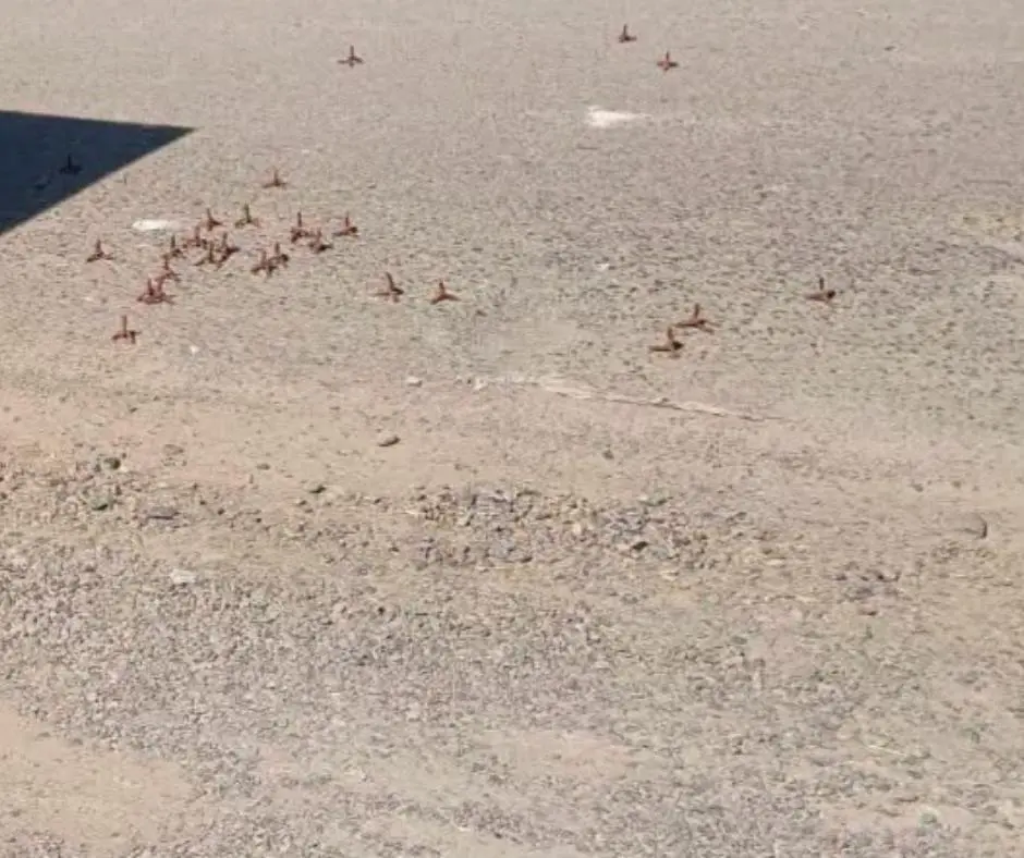 $!Arrojan ponchallantas en la México 15 y caminos rurales de Guasave tras despliegue de la Marina