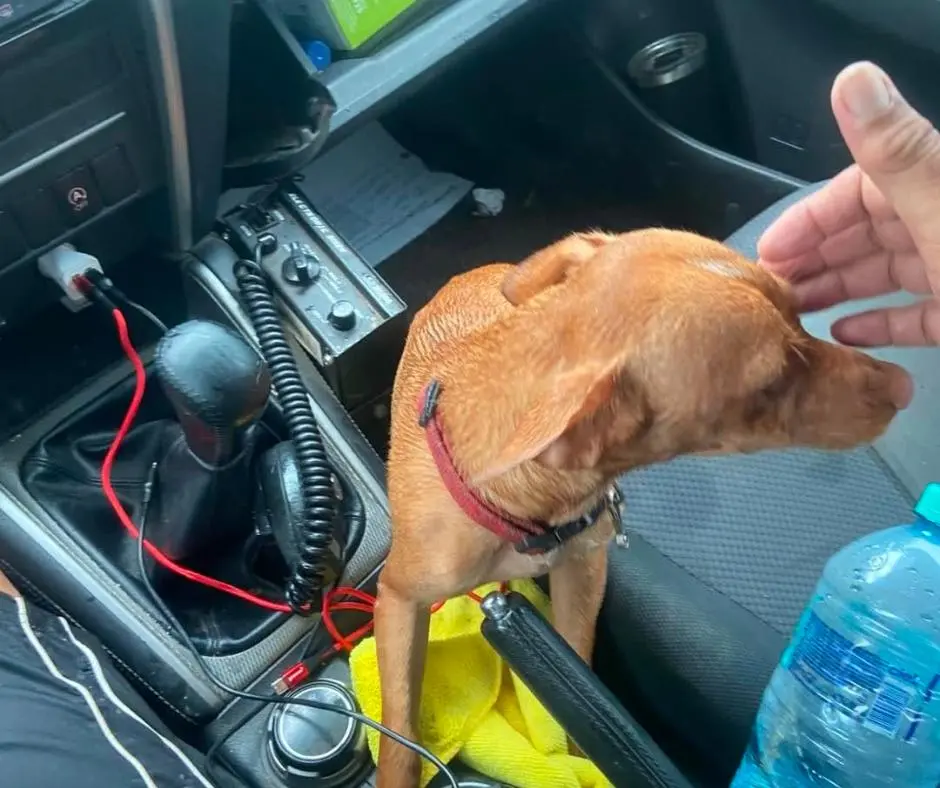 $!Protección Civil rescata a cachorro arrastrado por la corriente en Culiacán tras intensas lluvias