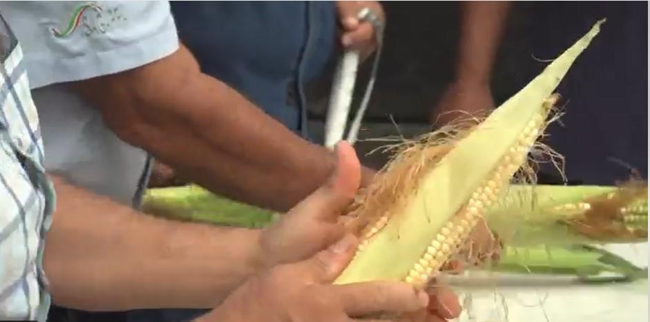 $!Realizan en Jala, Nayarit, la 39 edición del concurso del Elote más Grande del Mundo