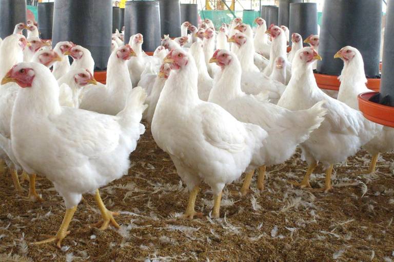 OMS aclara que muerte de paciente en México no fue por gripe aviar