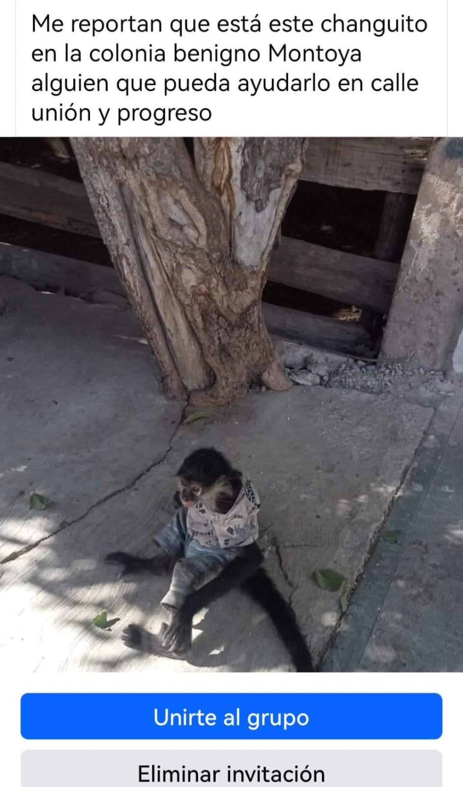 $!Ubican a red de tráfico de crías de monos araña que se extiende por casi todo el País