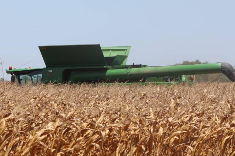 En plena cosecha de maíz en Sinaloa, precio se sostiene sobre $7,100 por tonelada