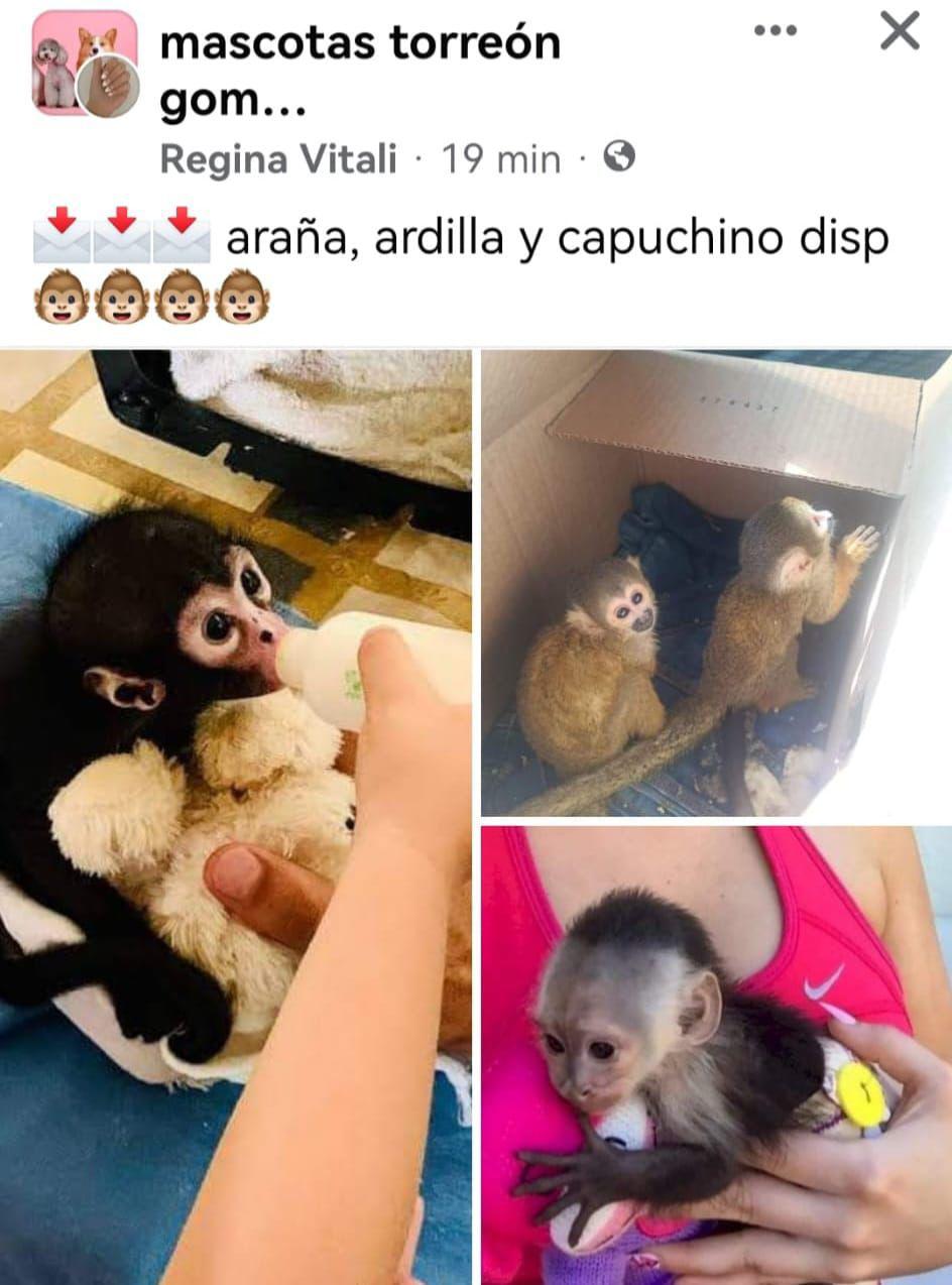 $!Denuncia Azcarm impunidad en tráfico de especies protegidas; influencers y políticos exhiben ejemplares en peligro de extinción