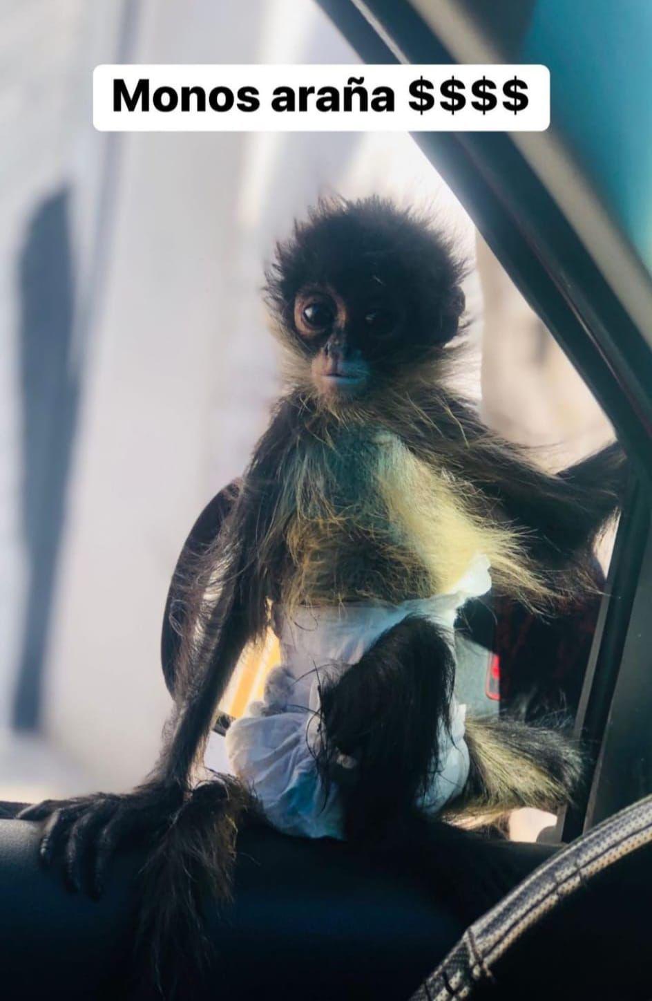 $!Denuncia Azcarm impunidad en tráfico de especies protegidas; influencers y políticos exhiben ejemplares en peligro de extinción