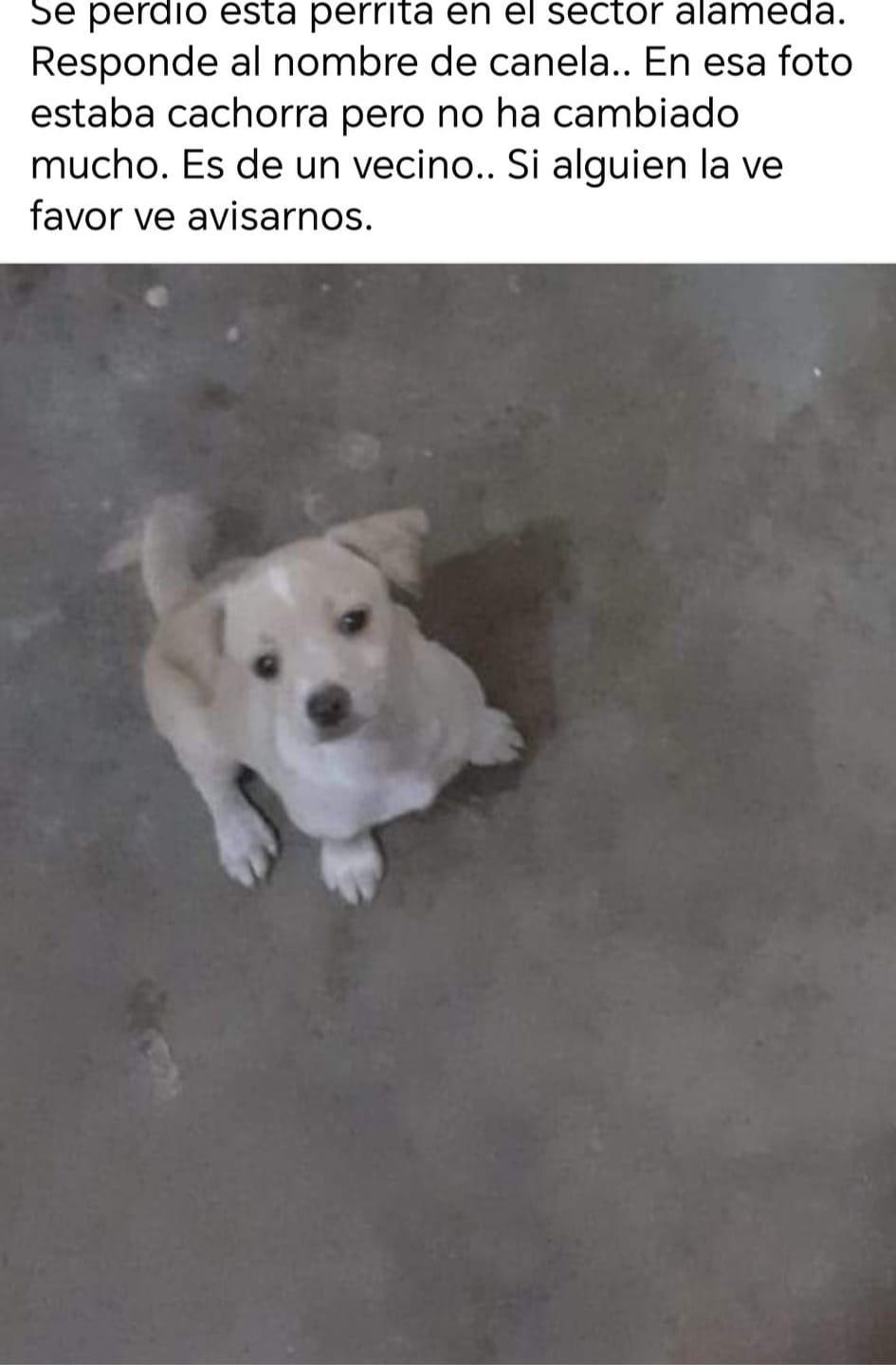 $!¿Los has visto? Decenas de perros perdidos deja la Navidad en Culiacán