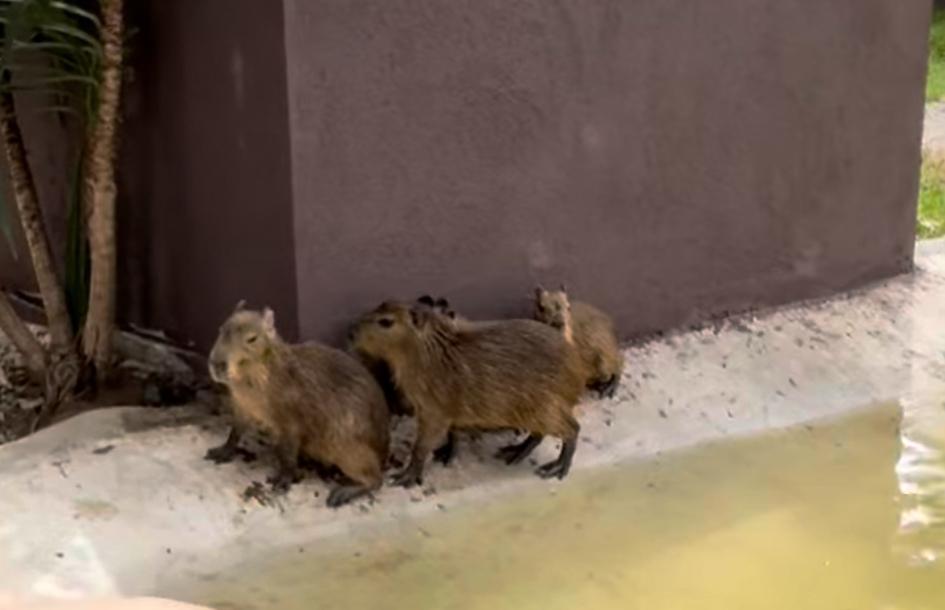 $!Llegan los capibaras al Gran Acuario Mazatlán